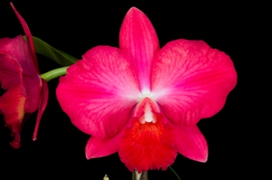 Rhyncholaeliocattleya Arnies Life Arnie's Life 'Arnie' AM/AOS 80 pts.